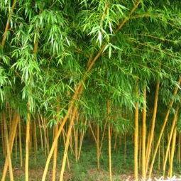 公竹图片,自然与艺术的完美融合