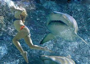 鲨鱼吃人的照片,鲨鱼捕食瞬间惊悚瞬间